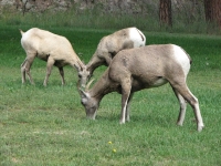 Bighorns at Custer SP